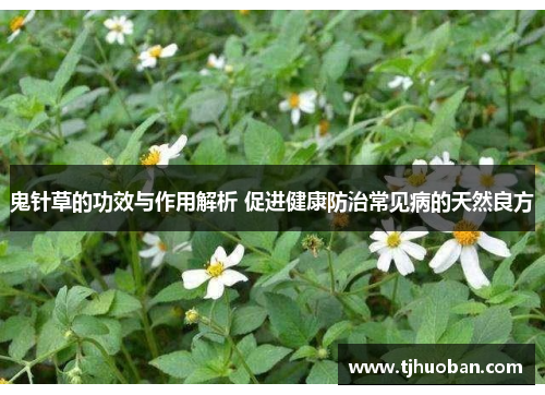 鬼针草的功效与作用解析 促进健康防治常见病的天然良方