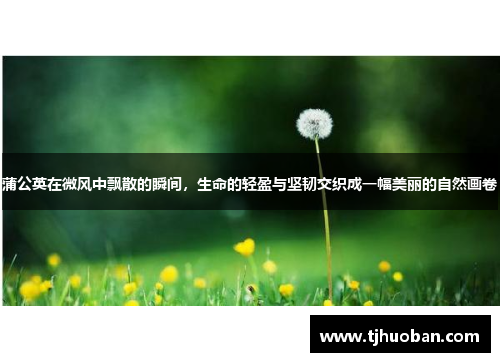 蒲公英在微风中飘散的瞬间，生命的轻盈与坚韧交织成一幅美丽的自然画卷