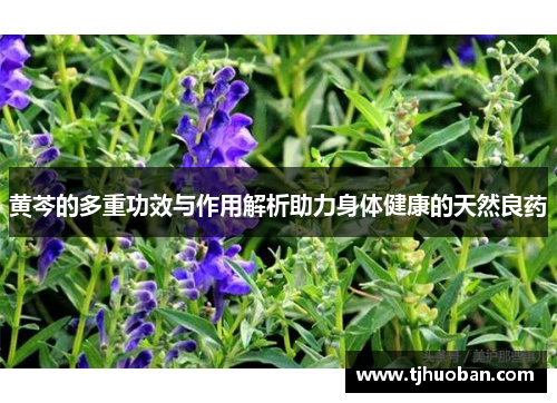 黄芩的多重功效与作用解析助力身体健康的天然良药